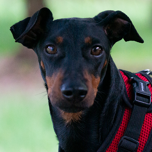 Profile Picture of Flynn the Manchester Terrier