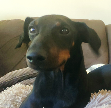Picture of Bodhi the Manchester Terrier